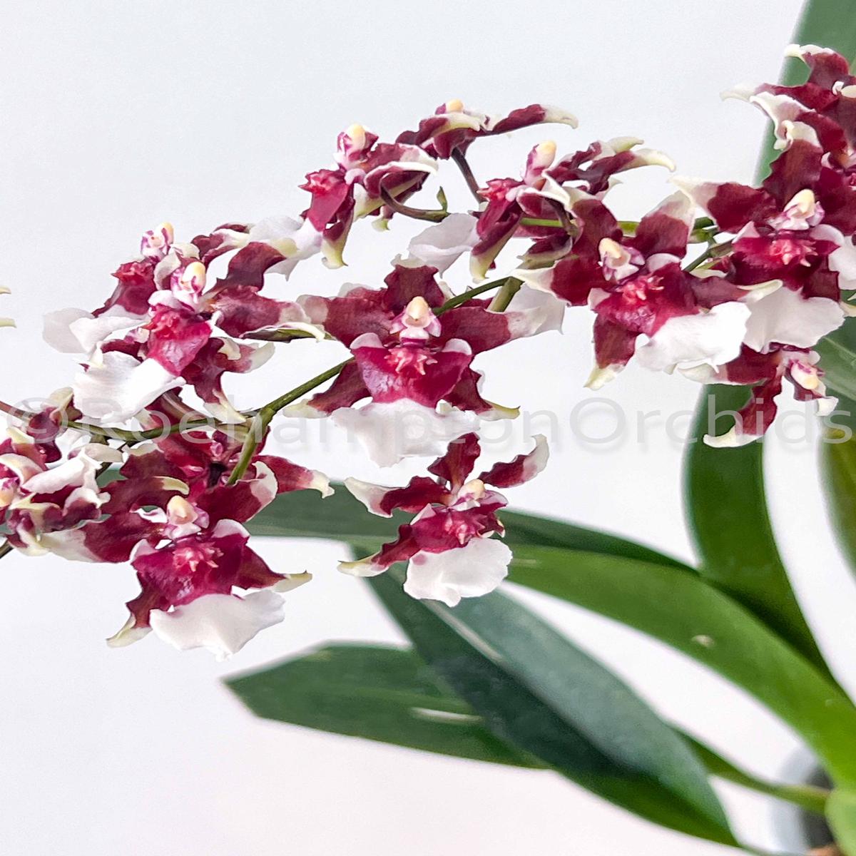 Onc. Heaven Scent 'Redolence' (Sharry Baby's progeny)