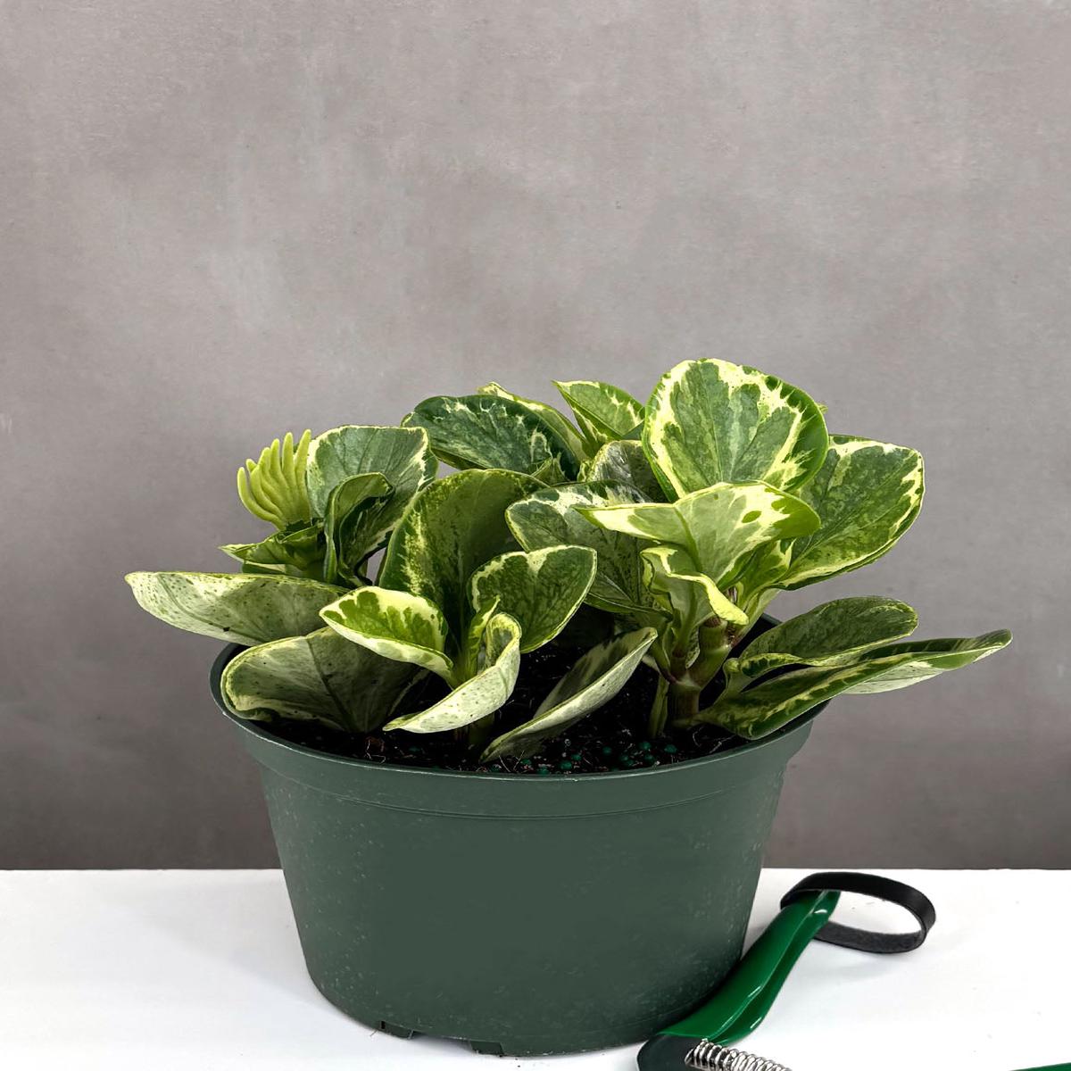 Peperomia Marble