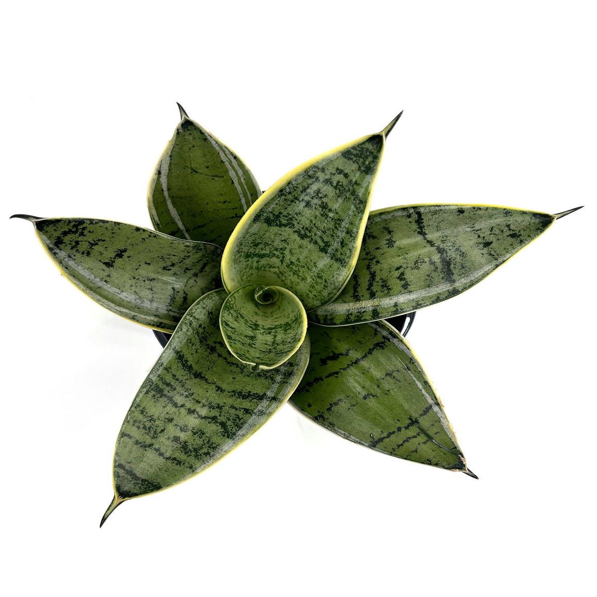 Sansevieria Hahnii Silver