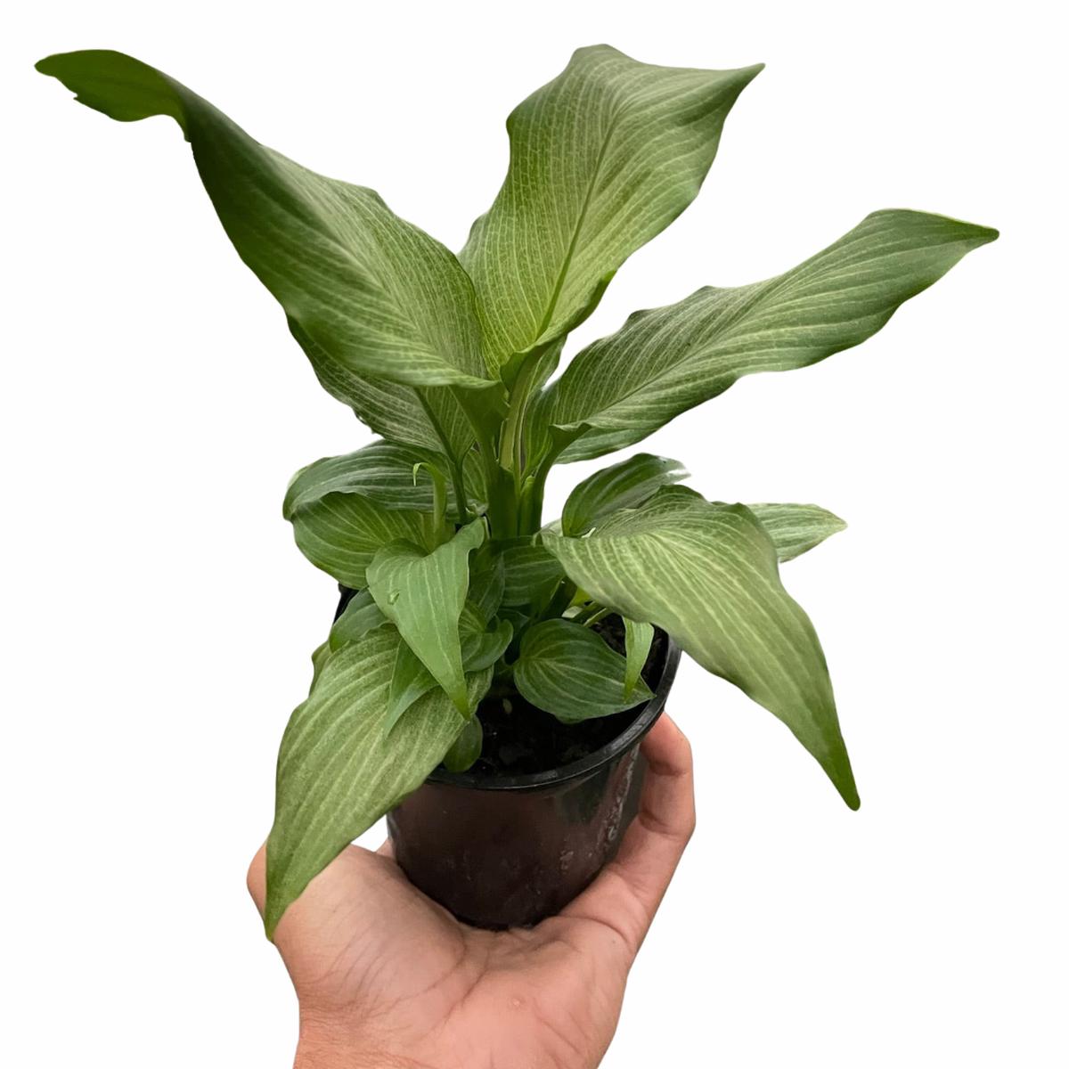 Spathiphyllum 'Platinum Mist'