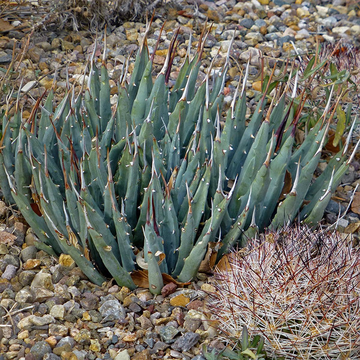 Utah Century Plant Beaver Dam Mountains Form (Agave)