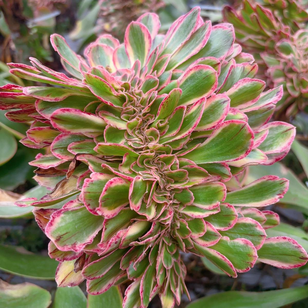 VAeonium The V Rootless Crest13-18cm