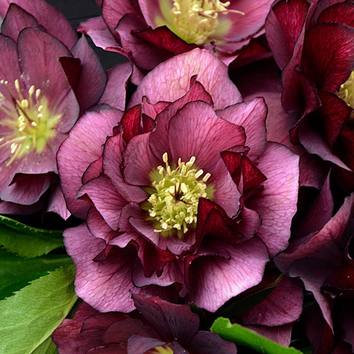 Wedding Party True Love Helleborus