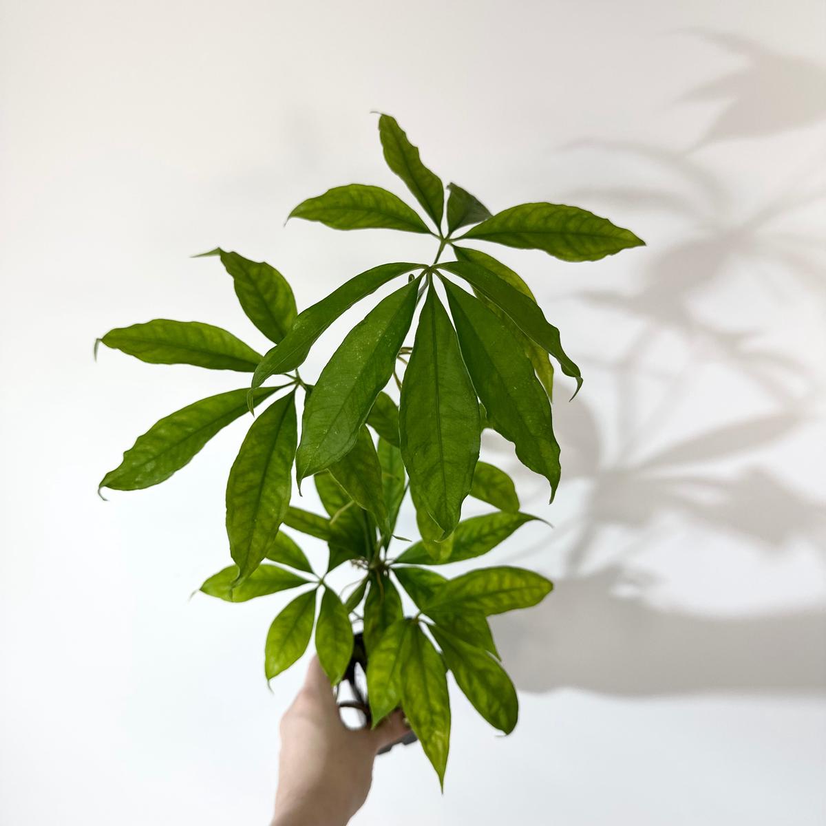 Z-5151 - Anthurium pentaphyllum