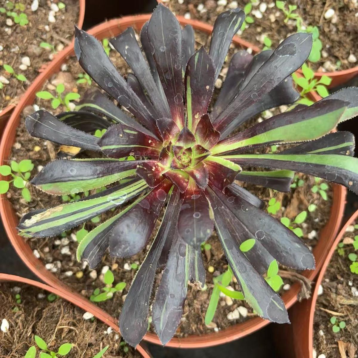 Aeonium M BrushedCutting 10cm