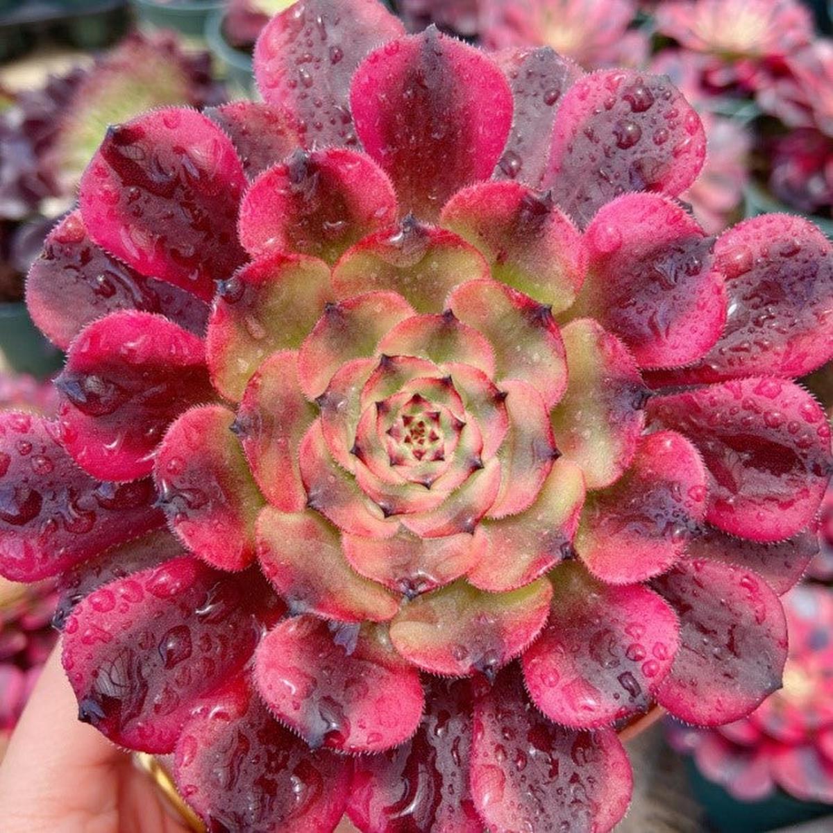 Aeonium MayaCutting 10cm