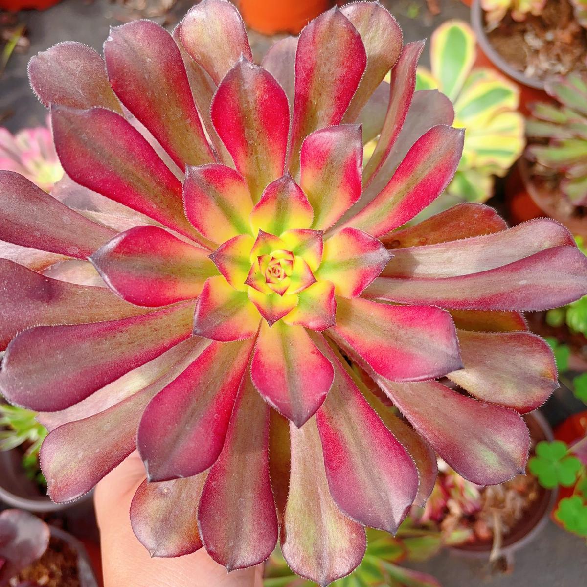 Aeonium Moon ChanCutting 10cm