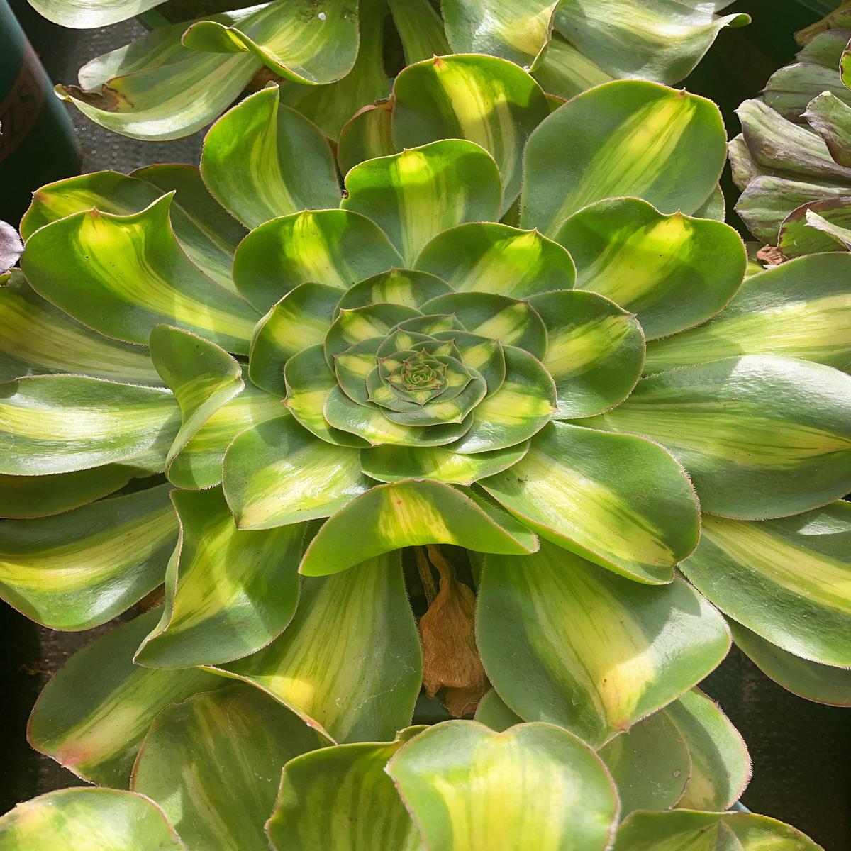 Aeonium Poseidon middle varigation.Single head with root20cm.