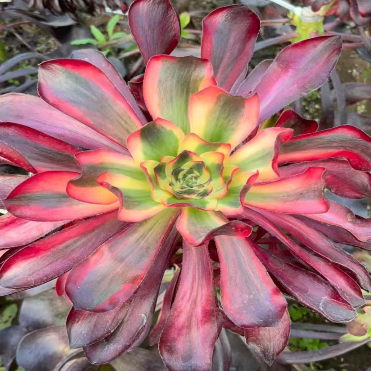 Aeonium Scarlet Witch/Voodoo SelectedCutting15-20cm