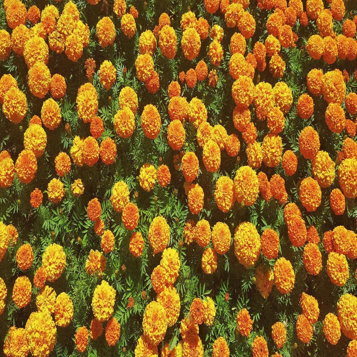 African Marigold Wildflower Seed