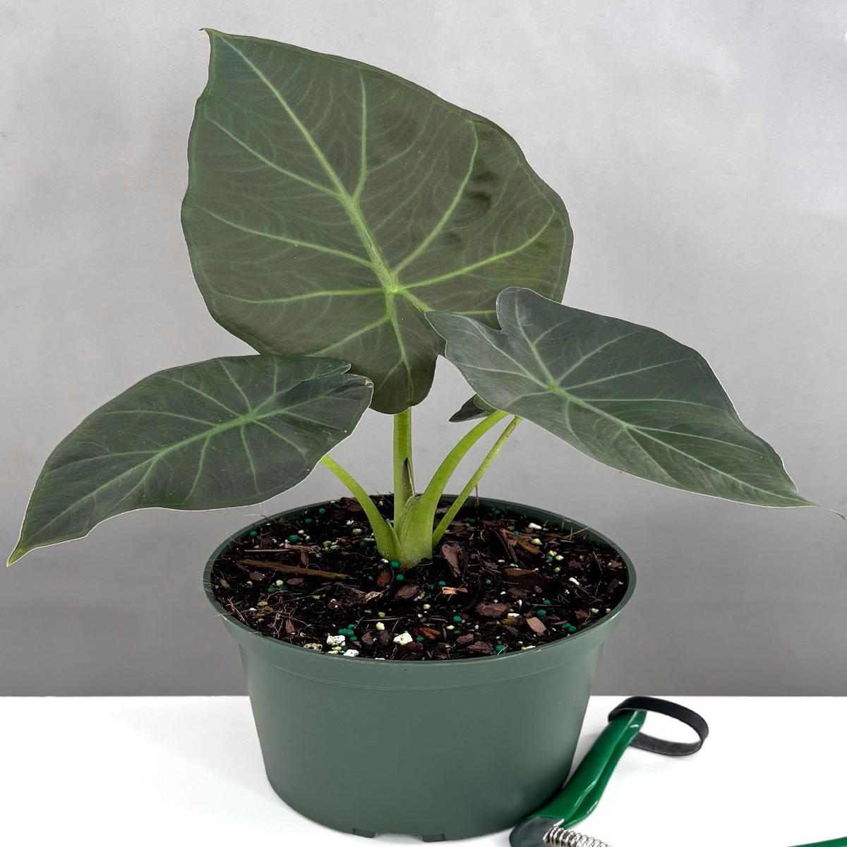 Alocasia Regal Shields