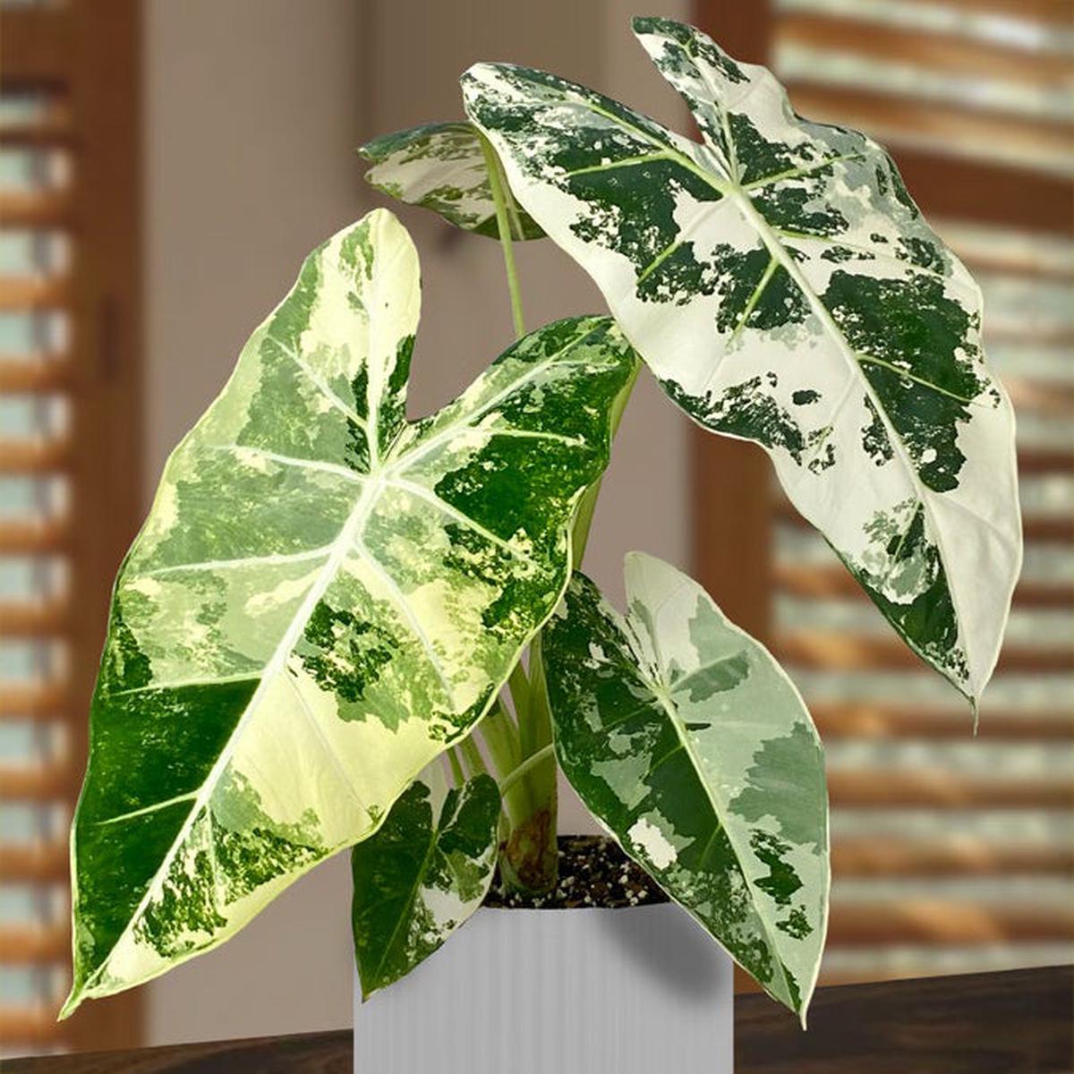 Alocasia Variegated Frydek (Alocasia micholitziana variegata Frydek)