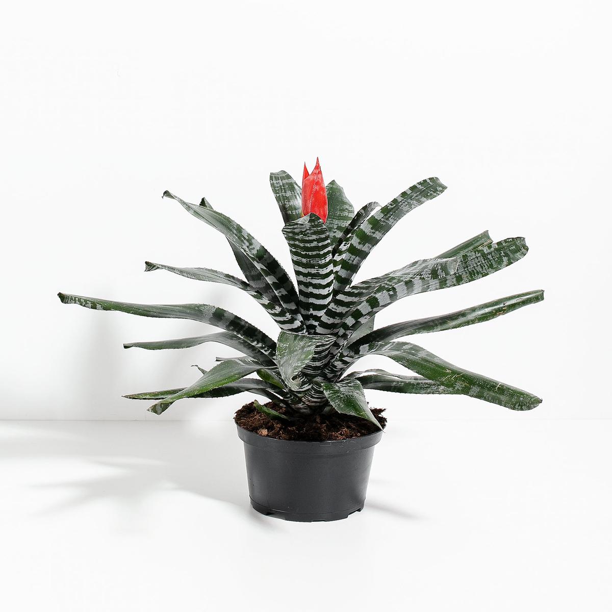 Amazonian Zebra Bromeliad