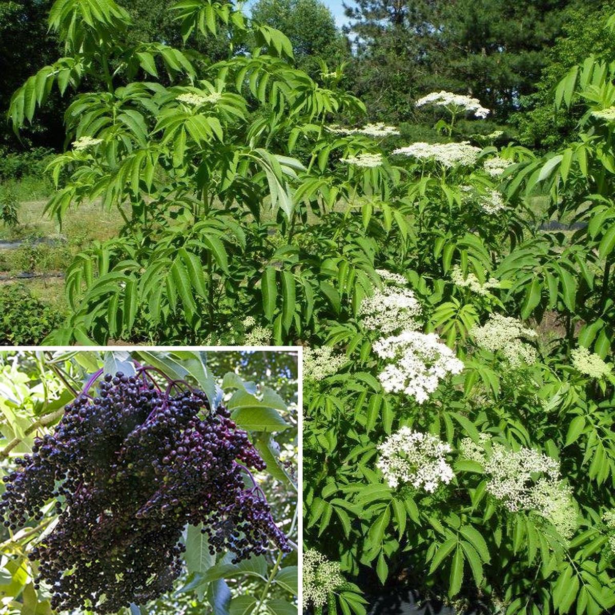 American Elderberry Plant Ranch (Sambucus canadensis hybrid)