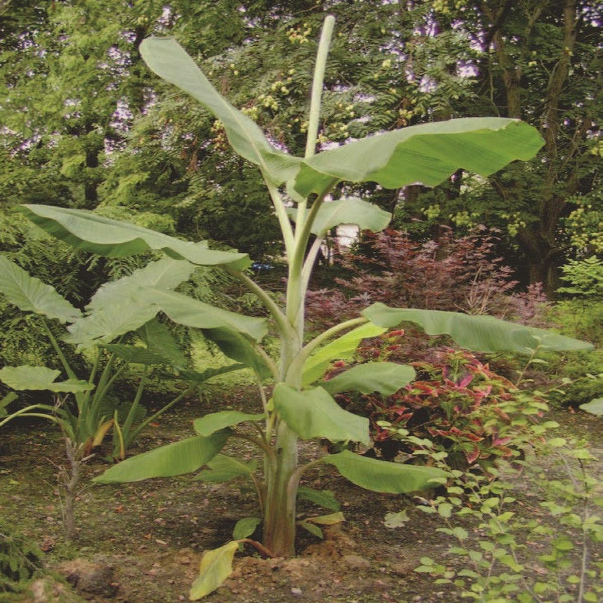 Banana Plant Ice Cream (Musa acuminata Blue Java)