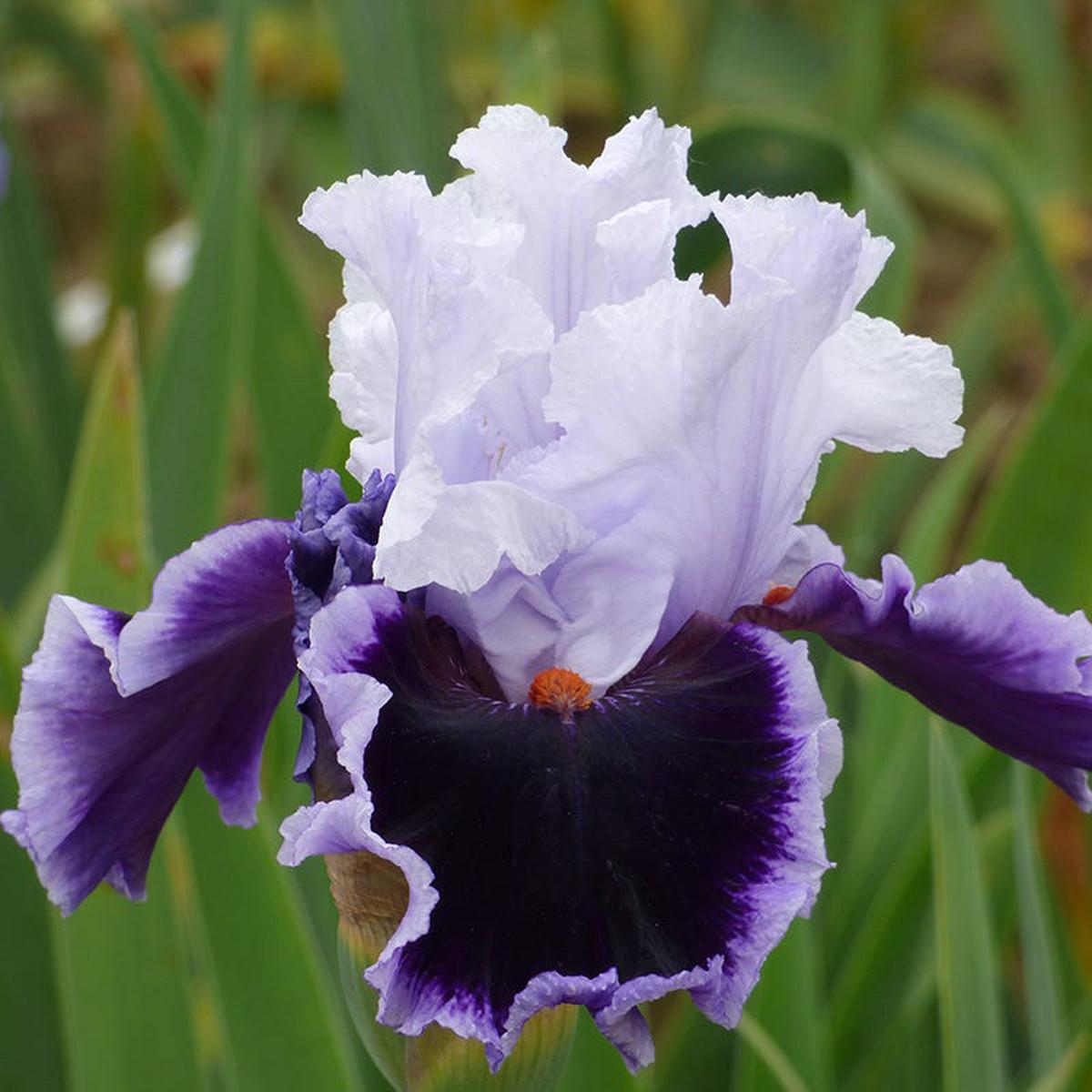 Bravery Bearded Iris