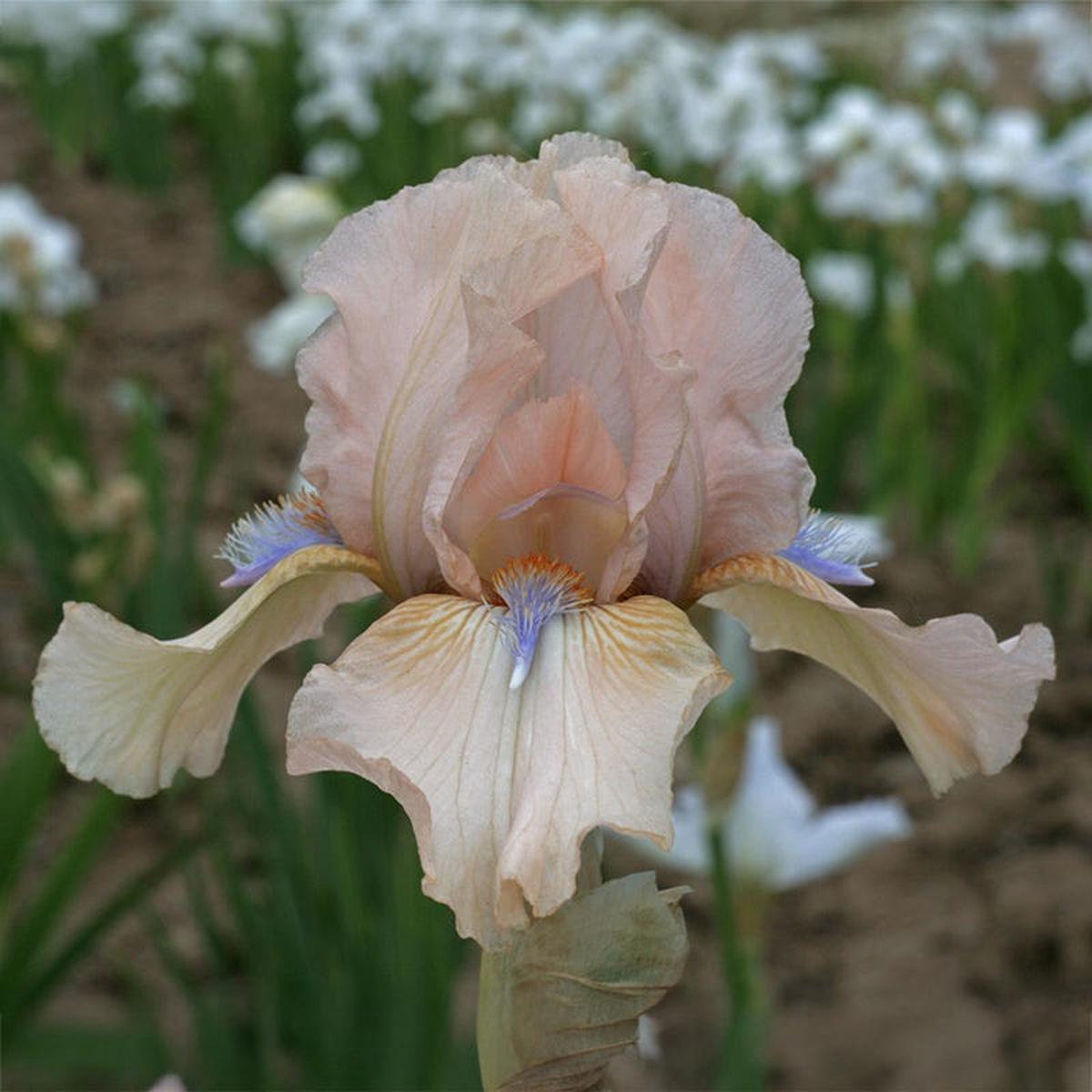 Concertina Reblooming Bearded Iris
