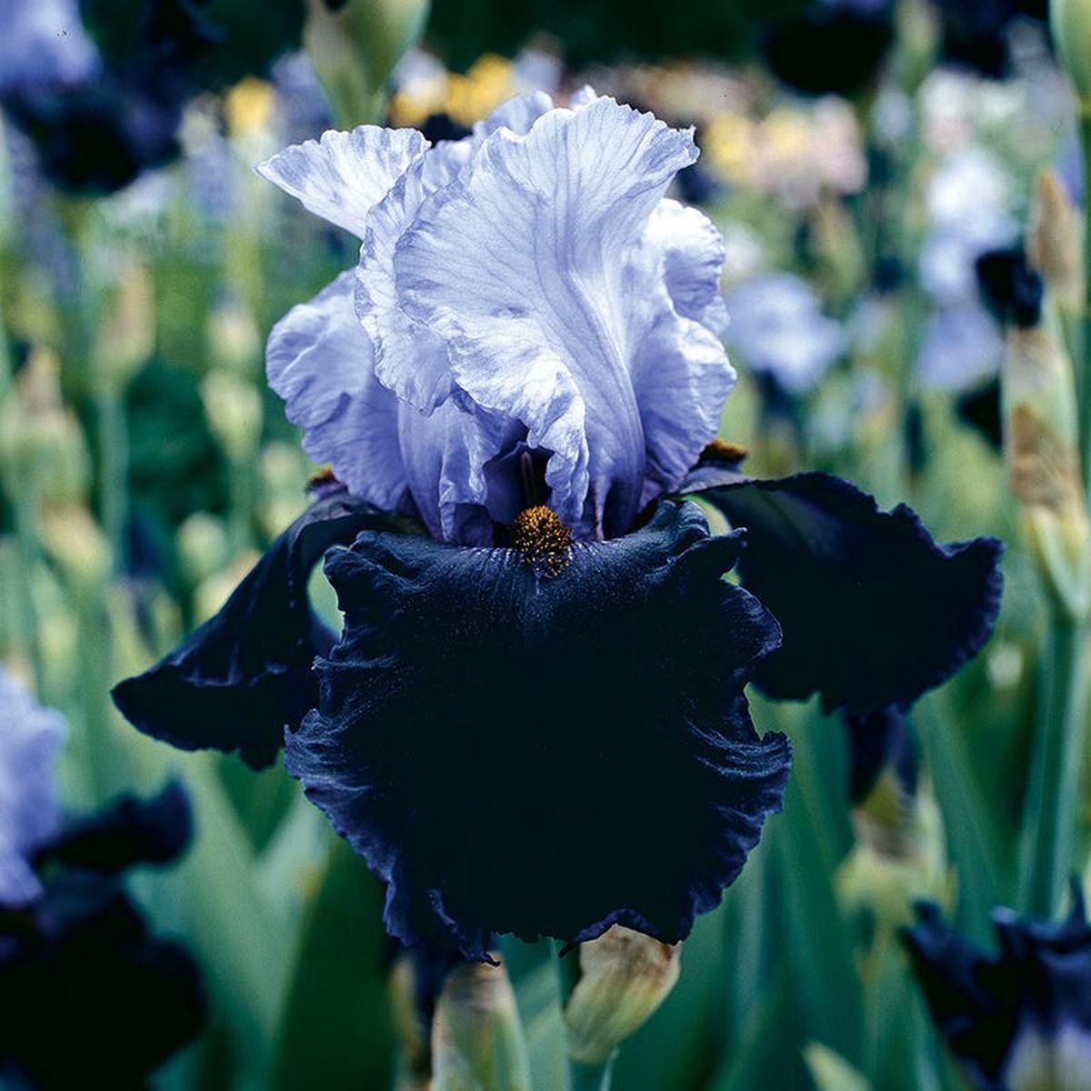 Dangerous Mood Bearded Iris