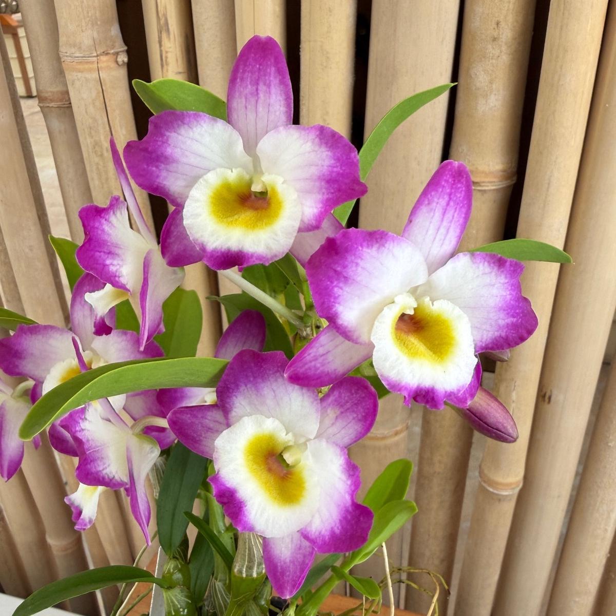 Den. Tdares Angel Emperor 'Taichung #4 FM Jadeite' - Buds