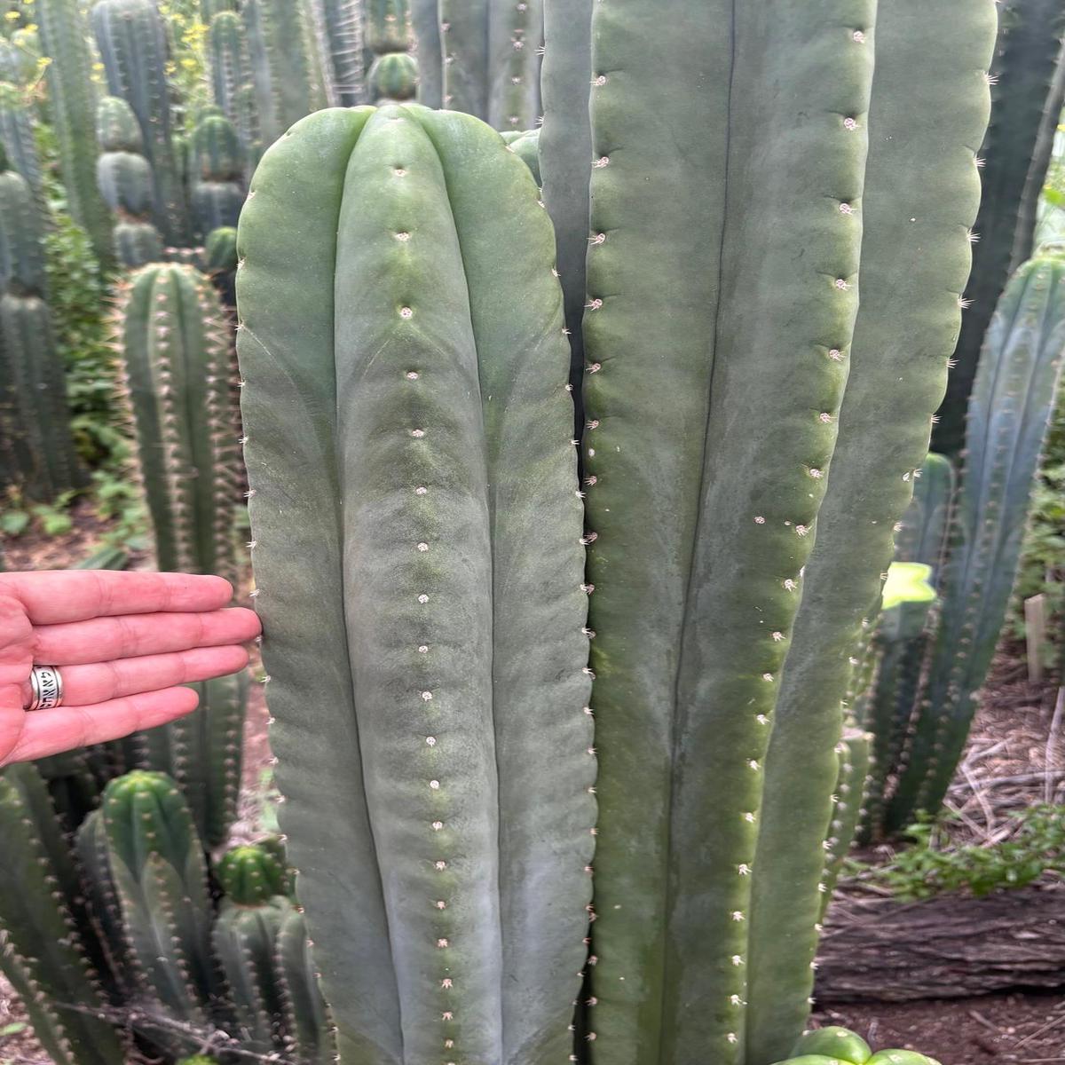 #EC312 EXACT Trichocereus Pachanoi X Peruvianus Launch Cactus Cutting 15