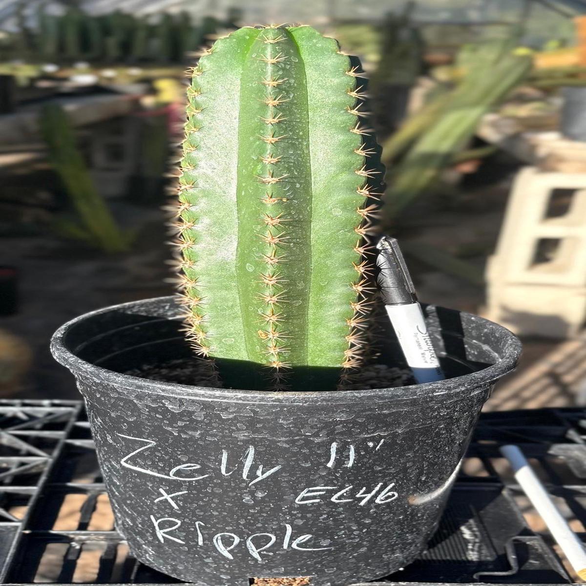 #EC46 EXACT Trichocereus Zelly X Scop Ripple Cactus 11