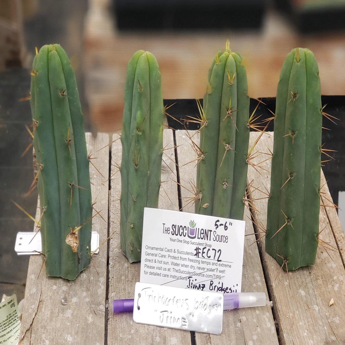 #EC72 EXACT Trichocereus Bridgesii Jiimz Cactus Cutting 5-6"