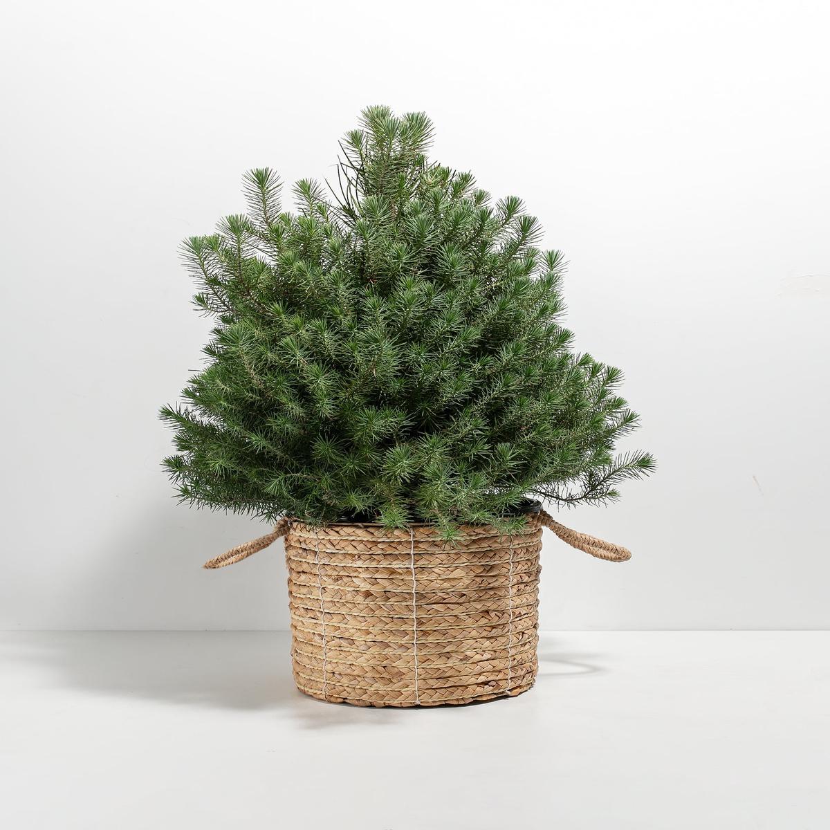 Italian Stone Pine (Pinus pinea)