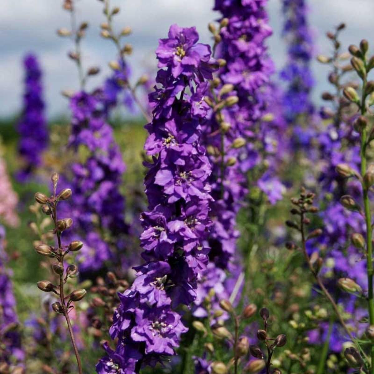 Lilac Spire Rocket Larkspur Seeds
