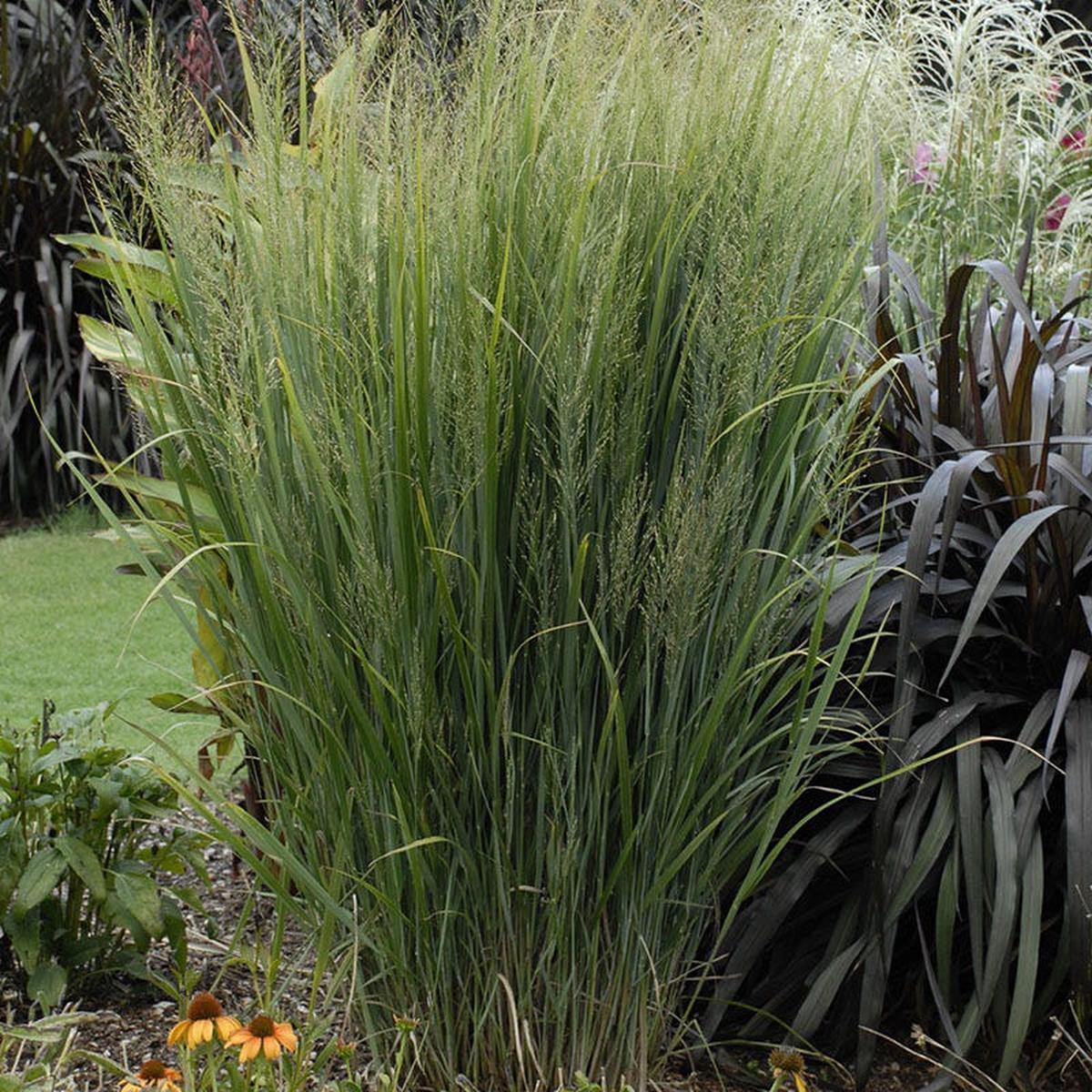 Northwind Switchgrass