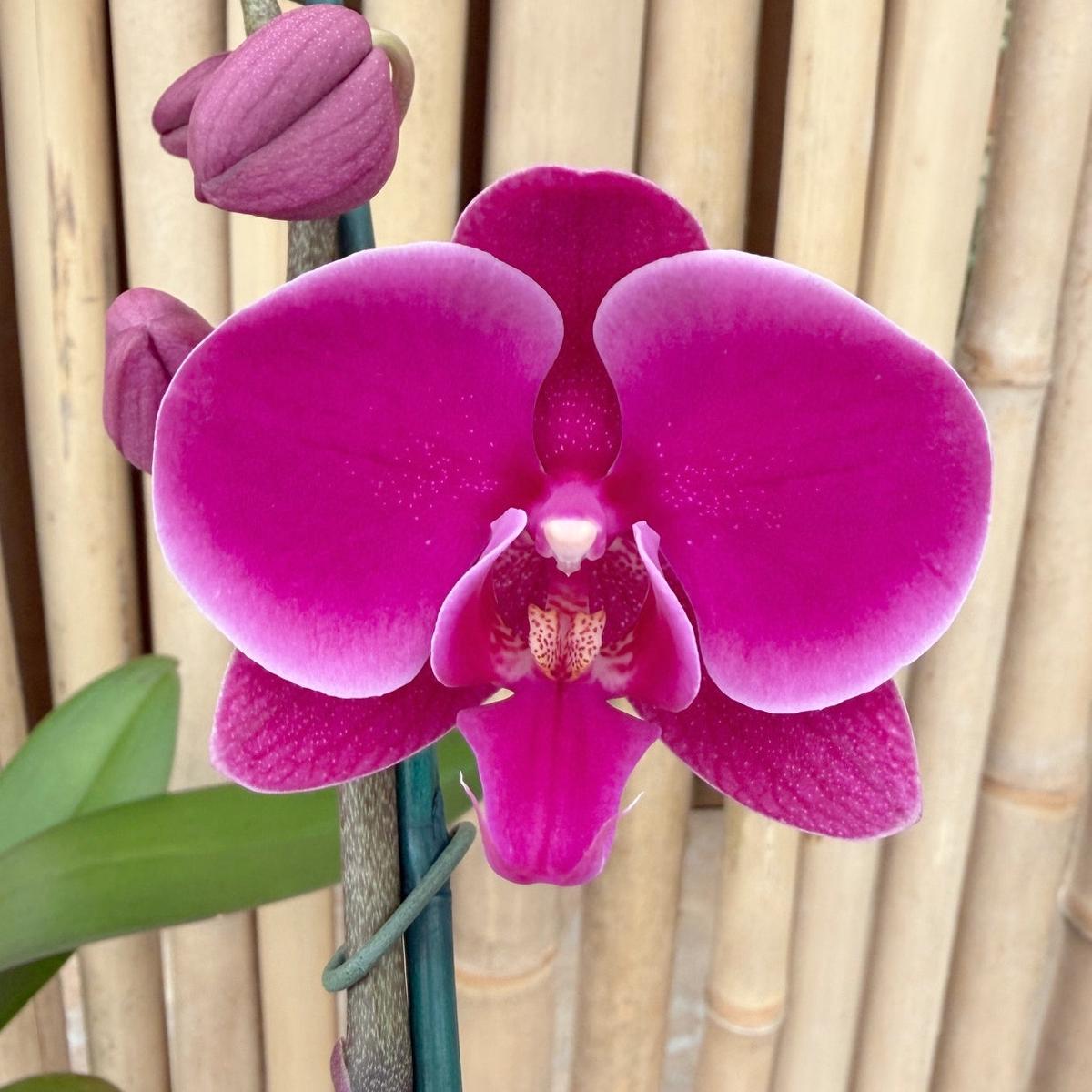 Phal. Johannesburg