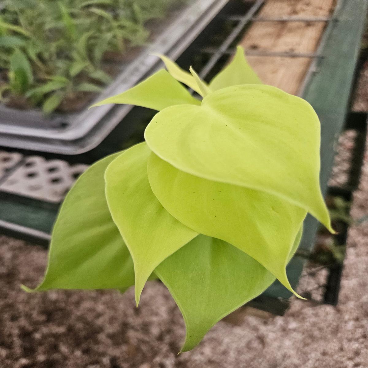 Philodendron Lemon Lime