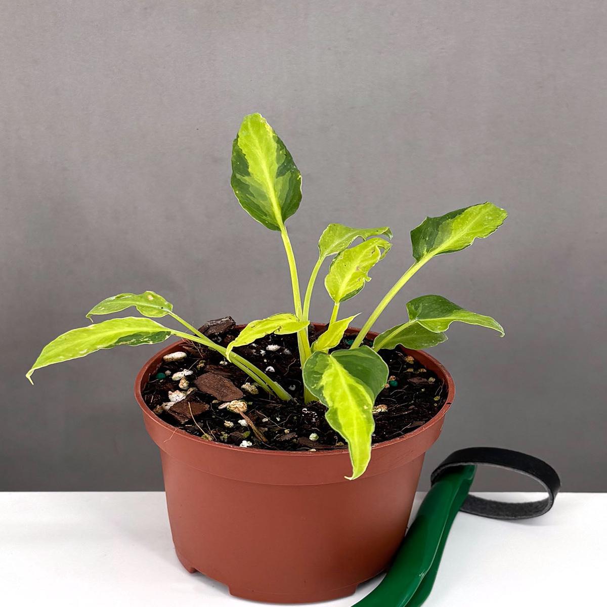 Philodendron Xanadu Variegated