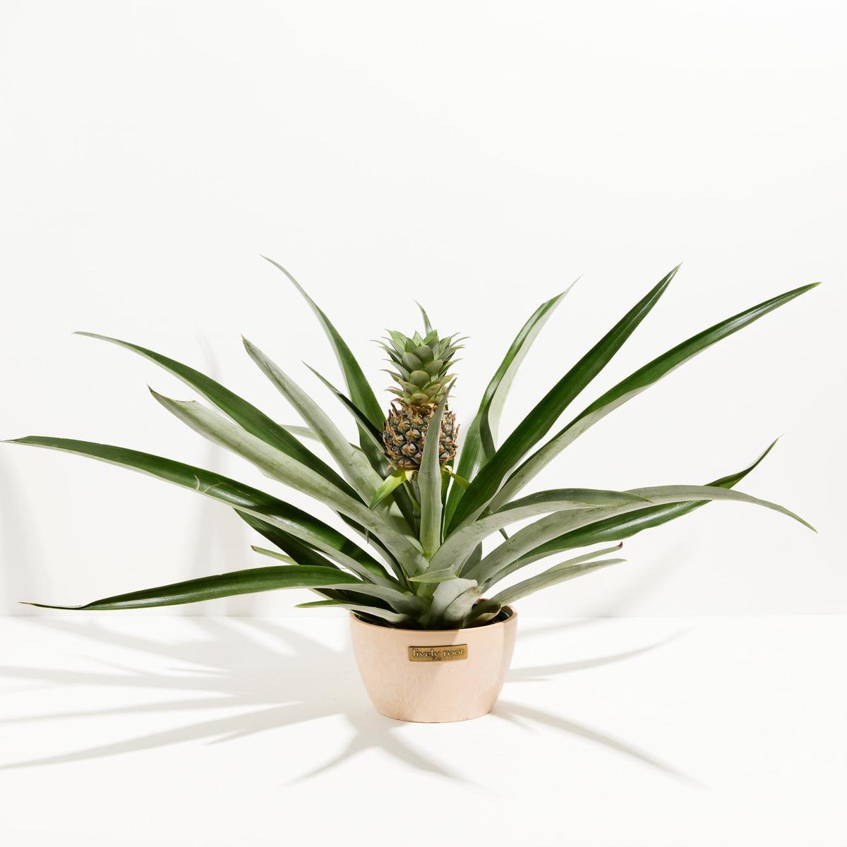 Red Pineapple Plant with Fruit