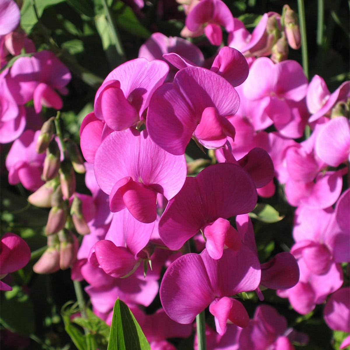 Sweet Pea Seeds
