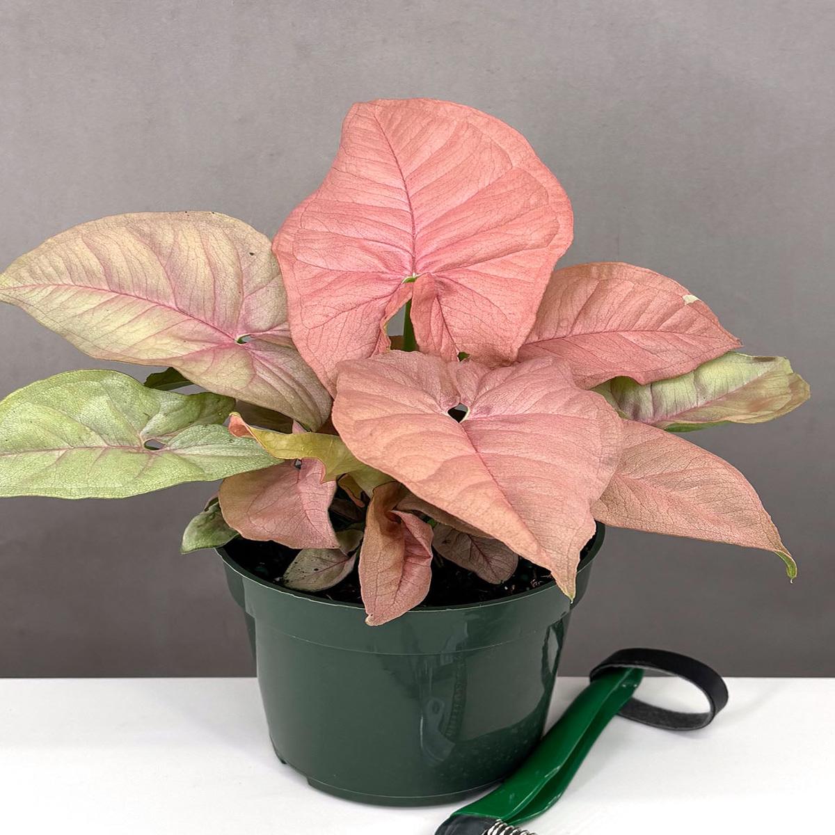 Syngonium Neon Pink