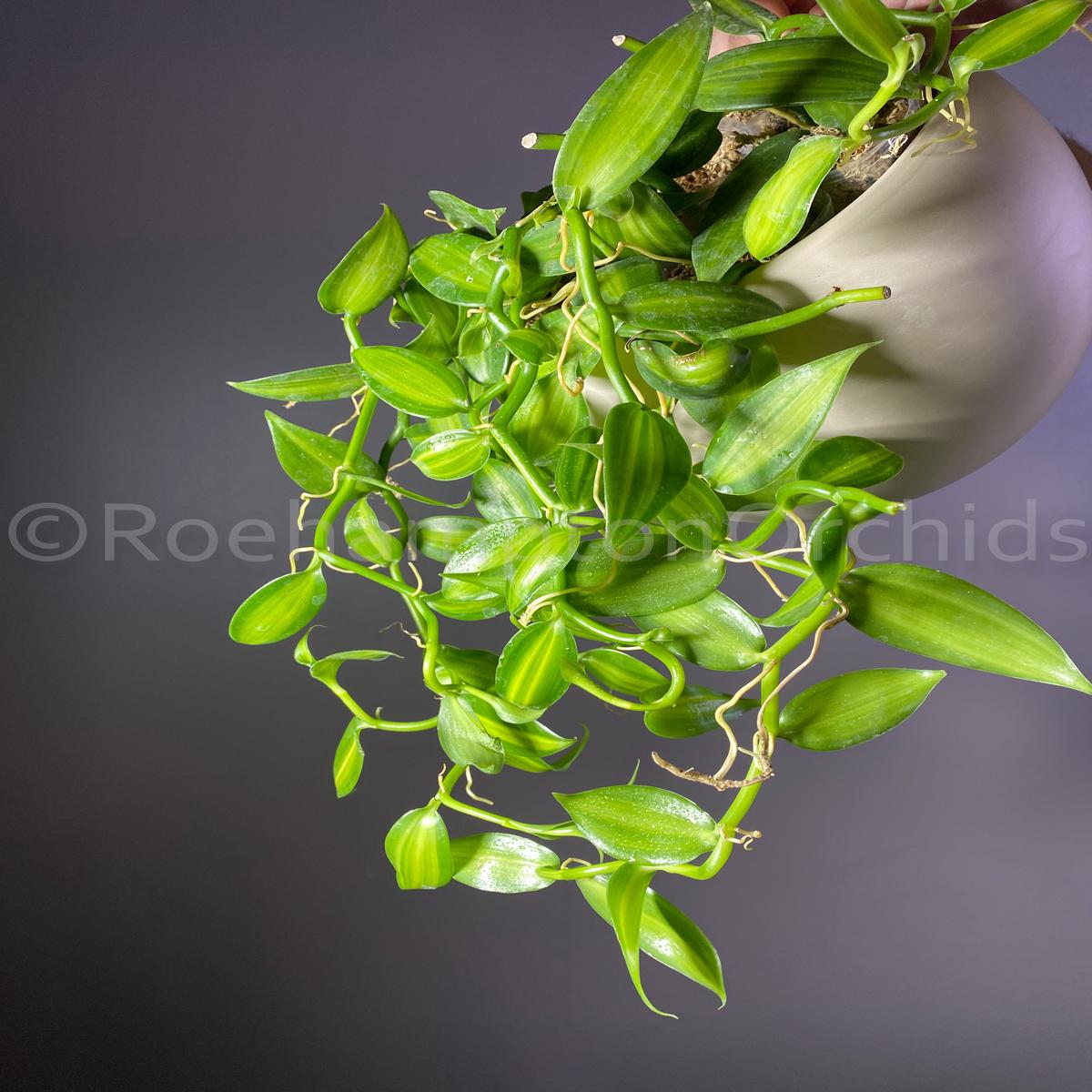 Vanilla planifolia variegata