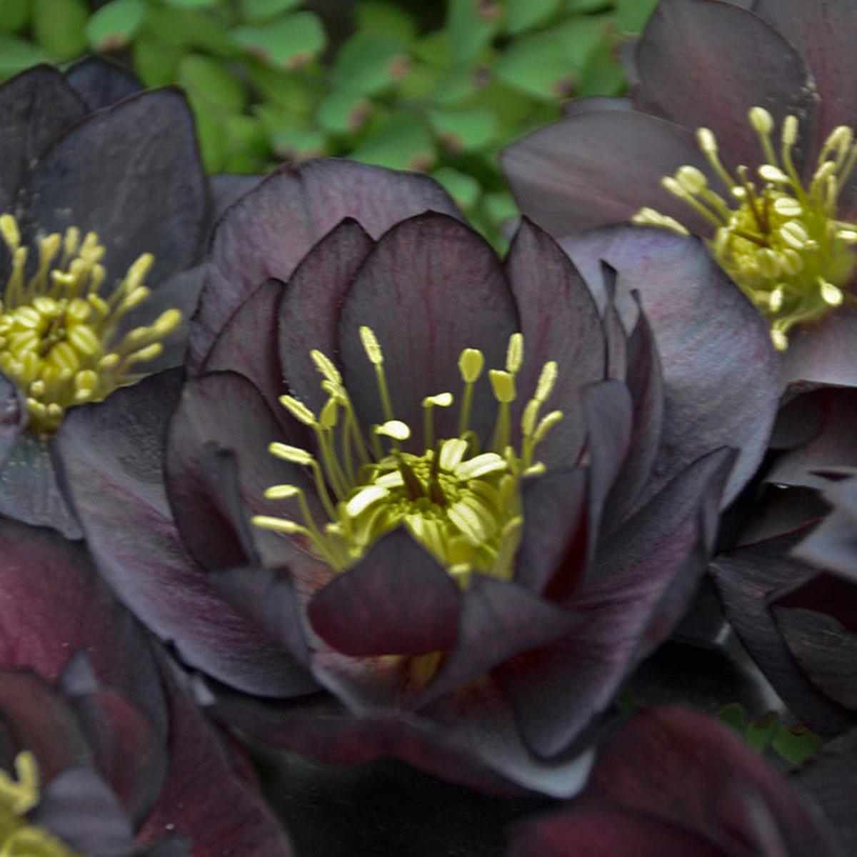 Wedding Party Dark and Handsome Helleborus