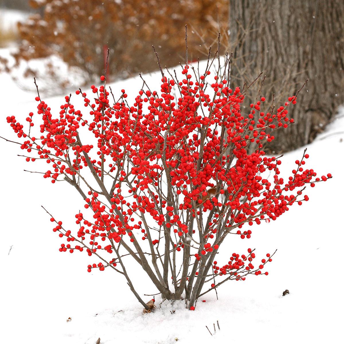 Winterberry Berry Poppins PP (Ilex verticillata)