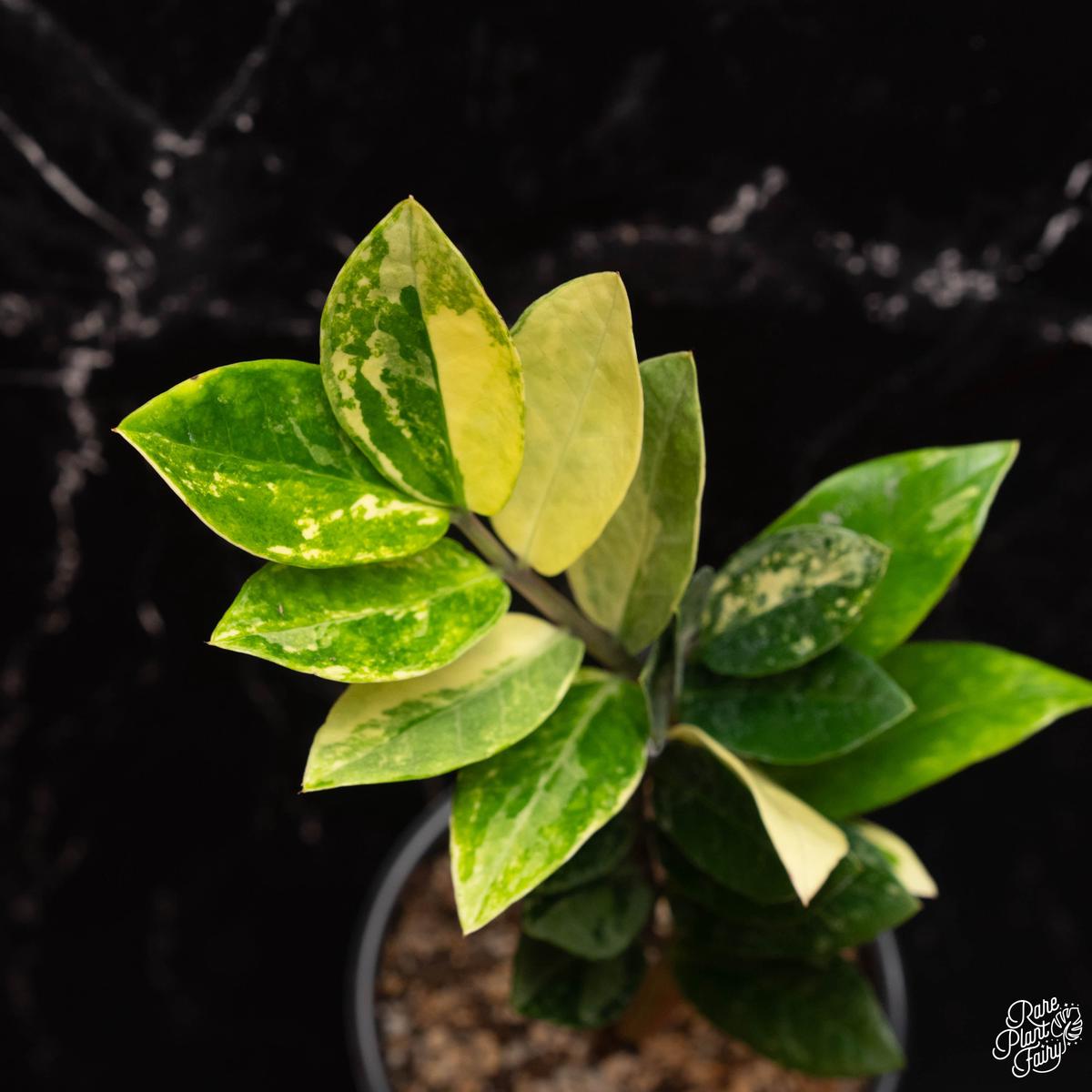Zamioculcas zamifolia zz aurea variegated *Growers choice*