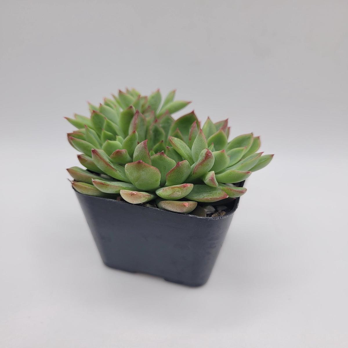 #112 Pulido's Echeveria