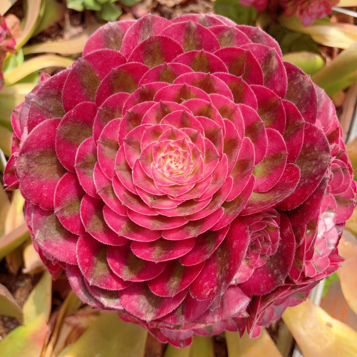 Aeonium Litchicluster20-25cm