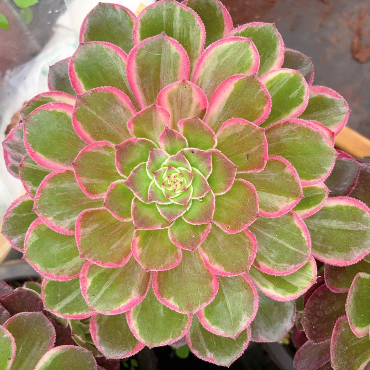 Aeonium Lotus PlatformCuttingAbout 8cm