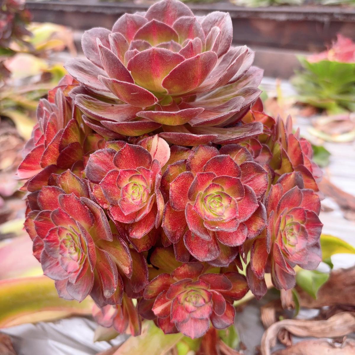 Aeonium Sea CoralRootless clusterAt least 6 heads15cm