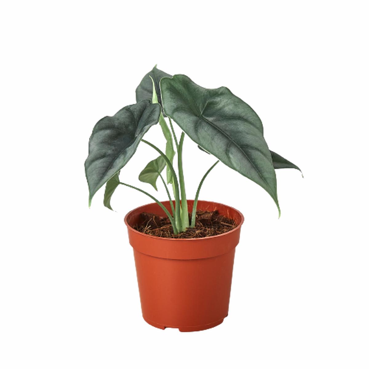 Alocasia Amazonica 'Reversa'