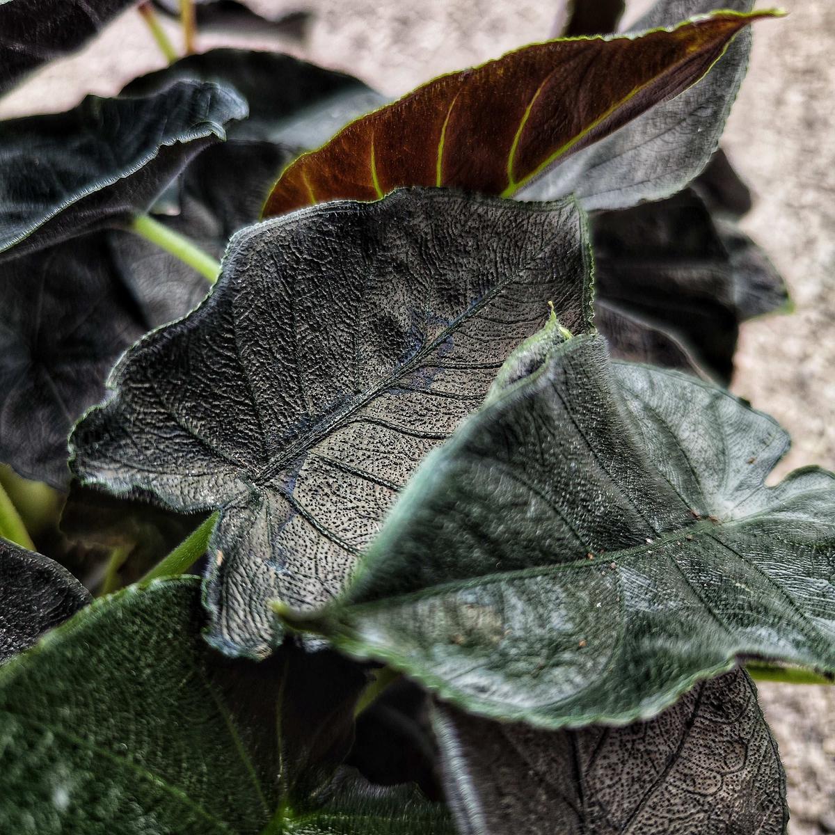 Alocasia Antoro Velvet  Feuillage doux & profond