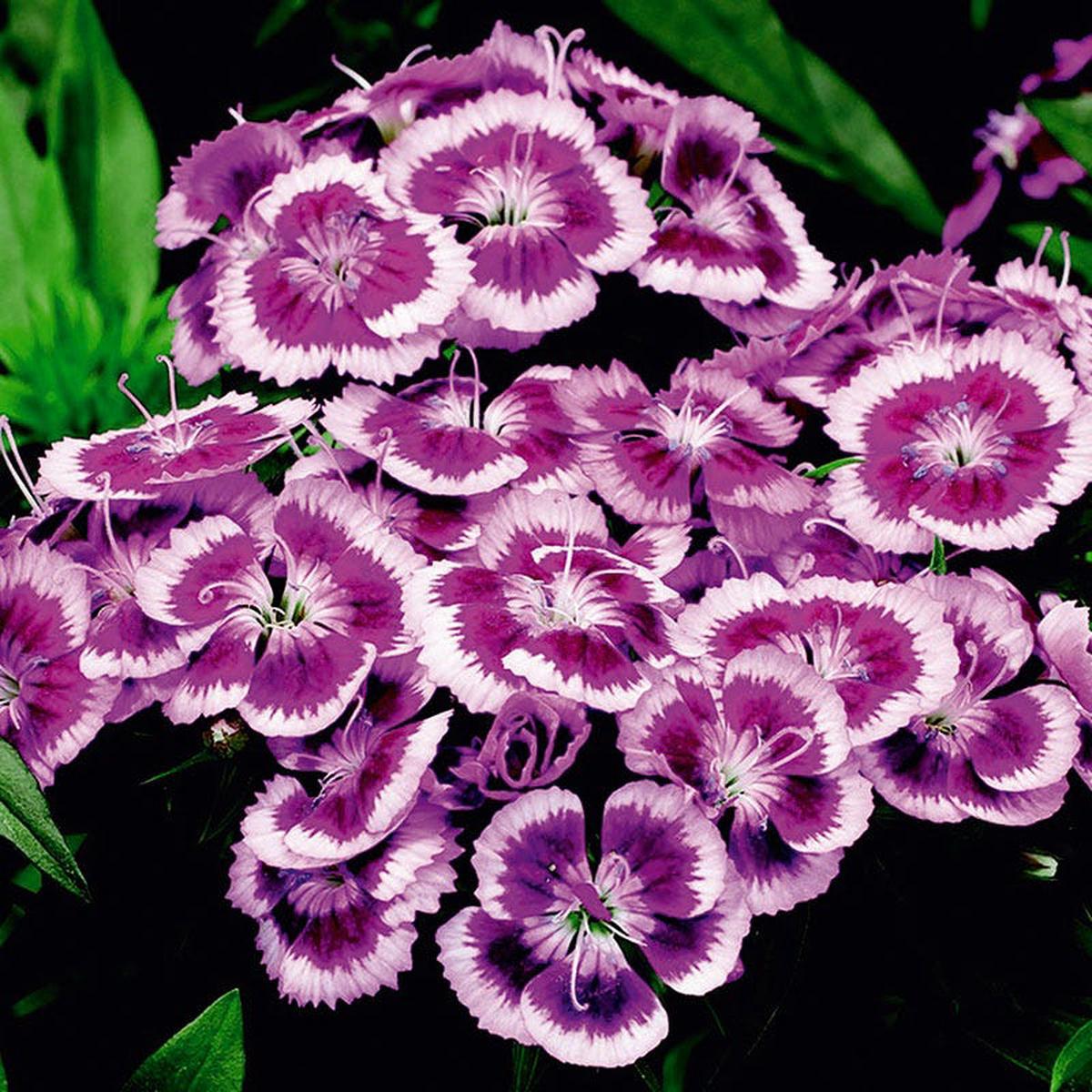 Barbarini Purple Picotee Dianthus