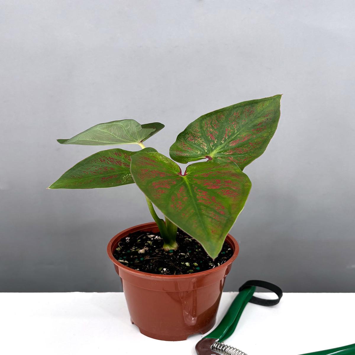 Caladium Fallen City