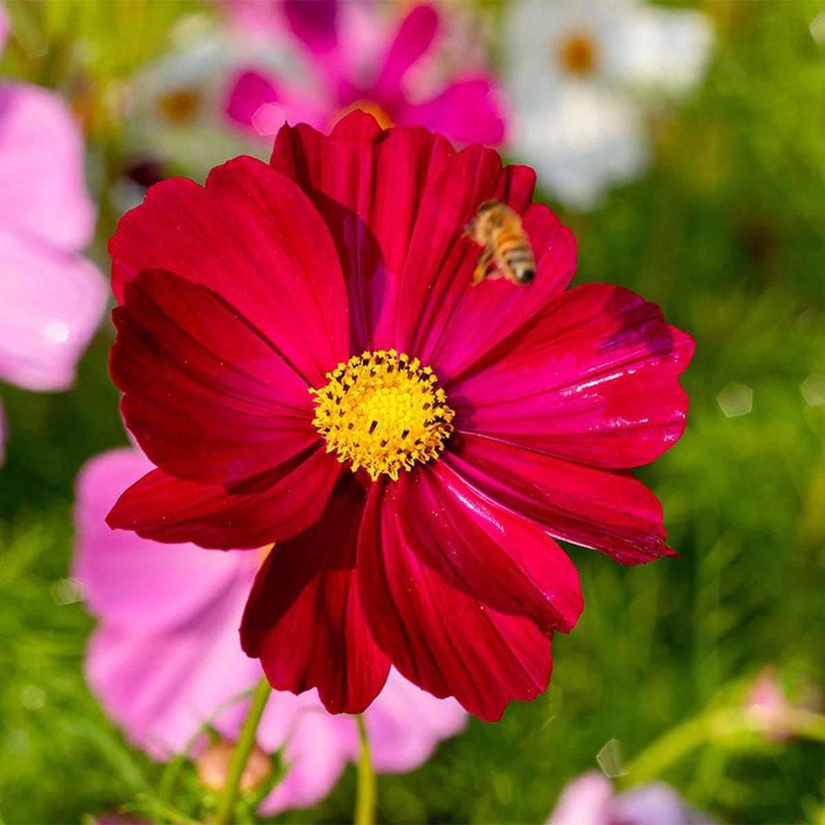 Dazzler Cosmos Seeds