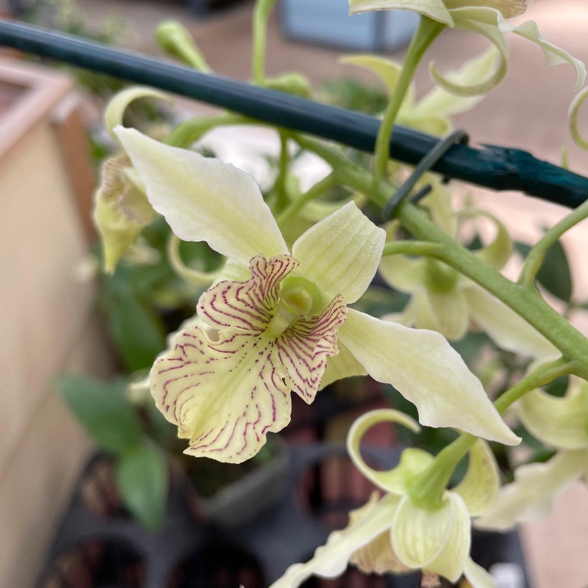 Den. Mini Snowflake x Joyce Kelly (4" Pot) - Buds