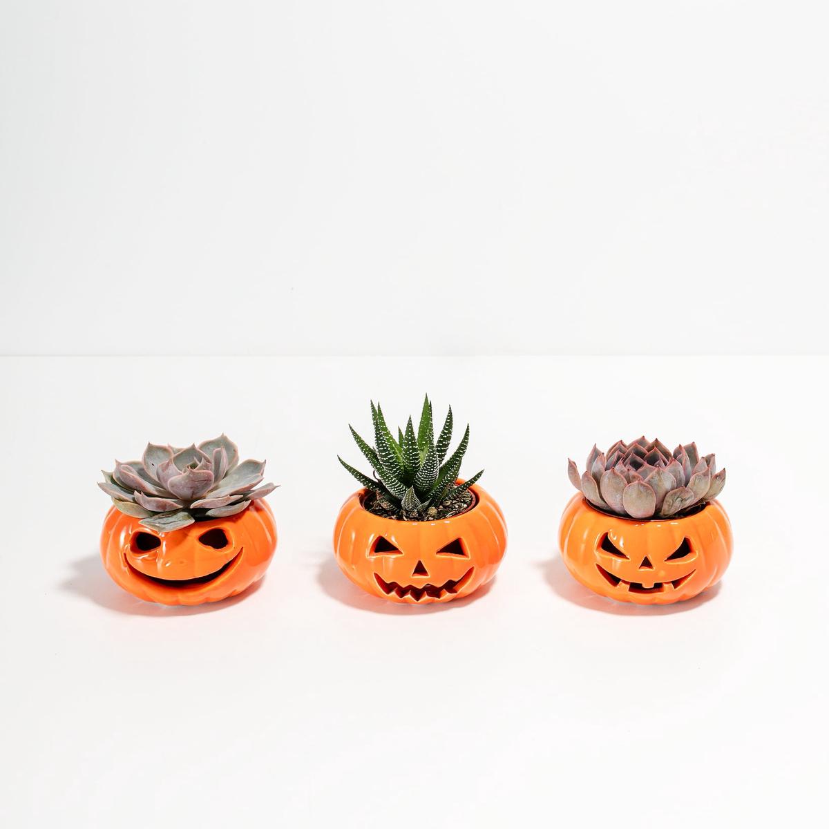 Jack O' Lantern Succulent Assortment